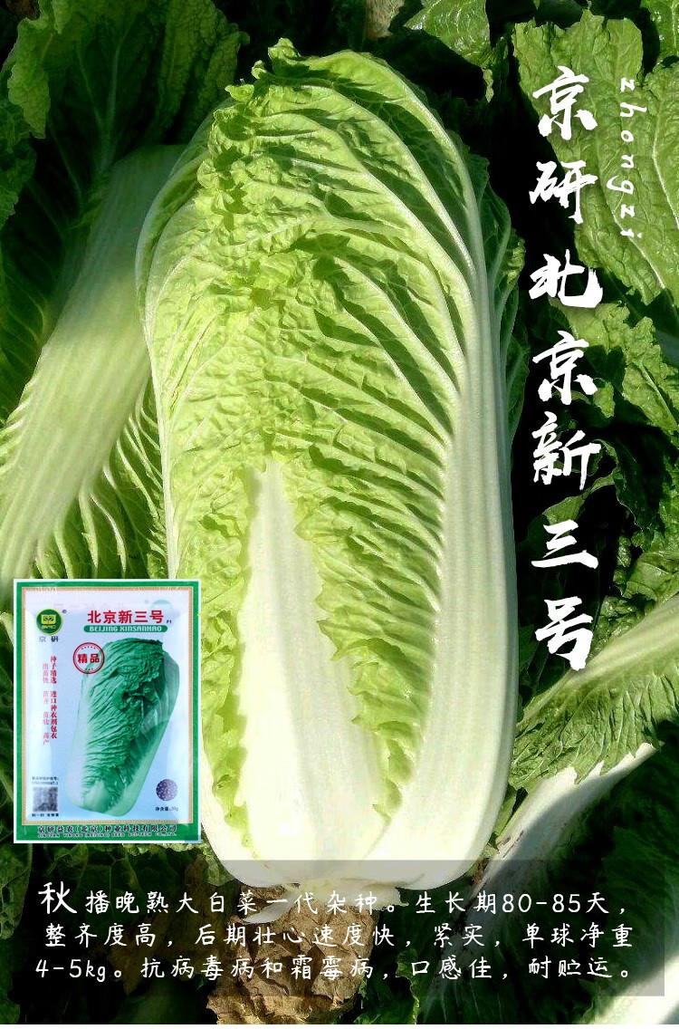 寿禾 北京新3三号大白菜种子奶白菜夏季四季小白菜黄心农科院山东胶州