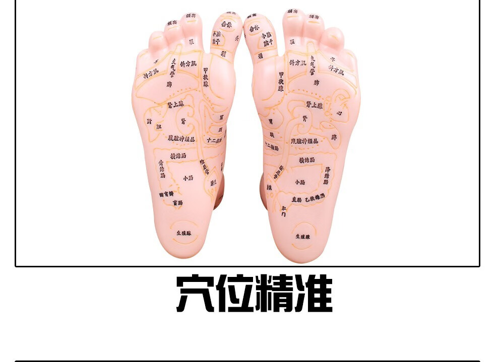 丰帆经络通清晰足底反射区模型脚底按摩点穴足部经络穴位图脚模形足疗