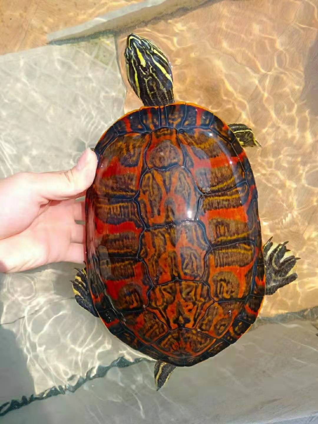 【萌龟饲家】火焰龟乌龟活体宽纹红黄腹火焰深水缸混养龟长寿龟观赏