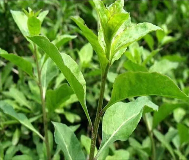 顺丰新鲜枸杞叶四季食用枸杞嫩叶子当天采摘500g