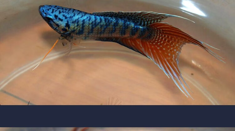 斗鱼活体活鱼红装澳洲红火焰改良斗鱼中国斗鱼易养耐活淡水宠物鱼客厅