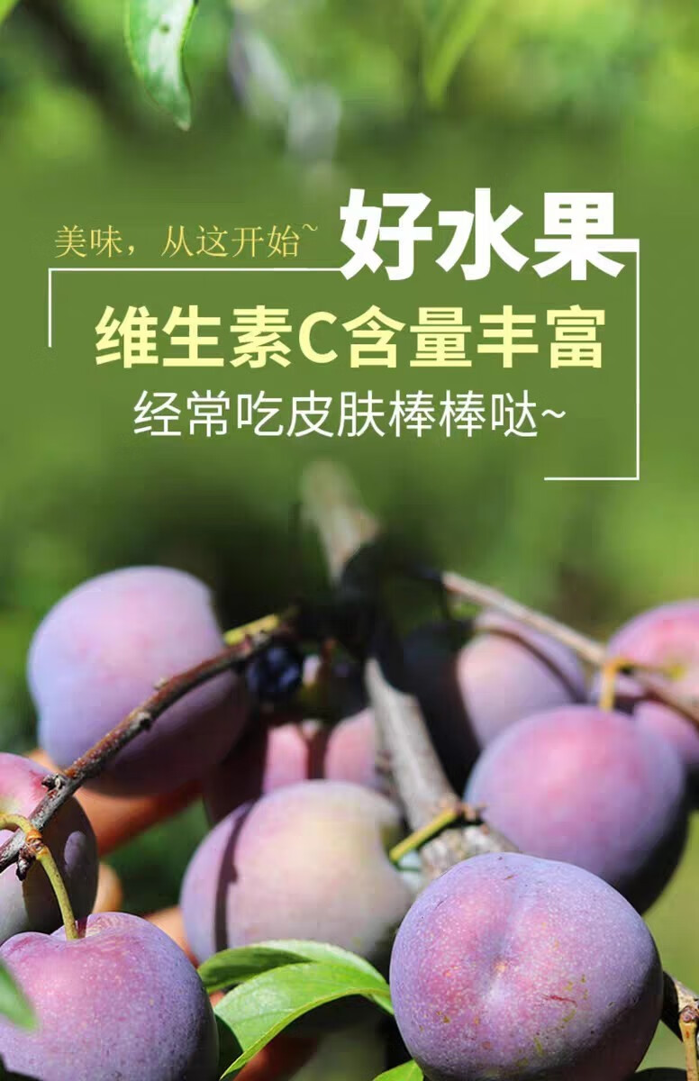 现摘现发四川五月脆青脆李脆红李李子半边红李子新鲜水果3斤装中大果