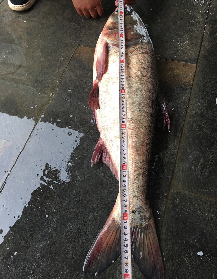 微山湖野生胖头鱼 生态淡水花鲢鱼 新鲜鳙鱼 鲜活现杀胖头鱼 渔水依生