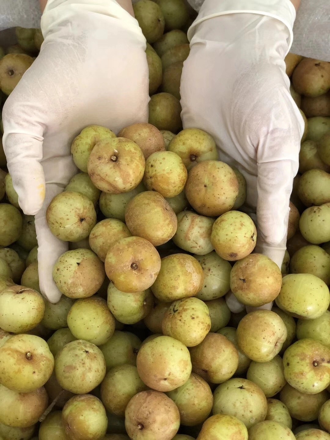 潮汕金灶特产崩坎甜油甘果5斤新鲜采摘余甘子榨汁孕妇水果柿饼油甘