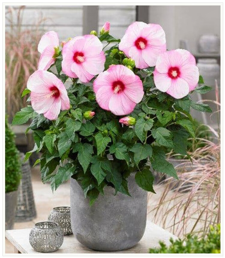 逸棵芙蓉葵花苗月神系列大花型多年生宿根植物可盆栽阳台庭院种植芙蓉