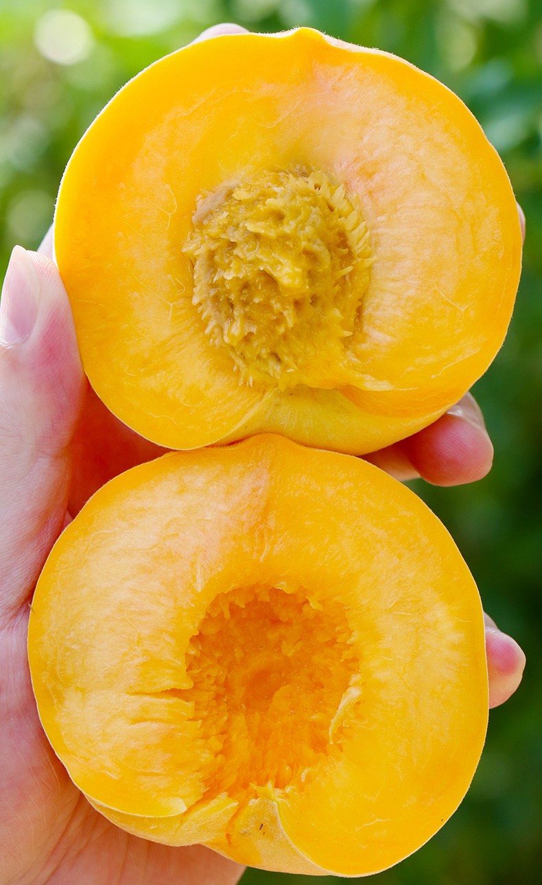 峡城人家 新鲜黄桃 黄金蜜桃 脆甜黄肉桃子 当季时令水果 现摘现发 5