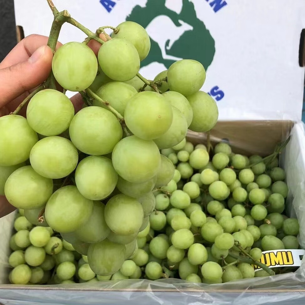 澳洲进口秋天脆青提 无核脆甜香提子当季新鲜孕妇水果无籽青提 3斤装