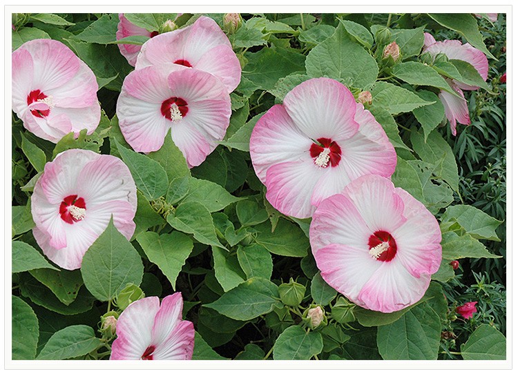 逸棵芙蓉葵花苗月神系列大花型多年生宿根植物可盆栽阳台庭院种植芙蓉