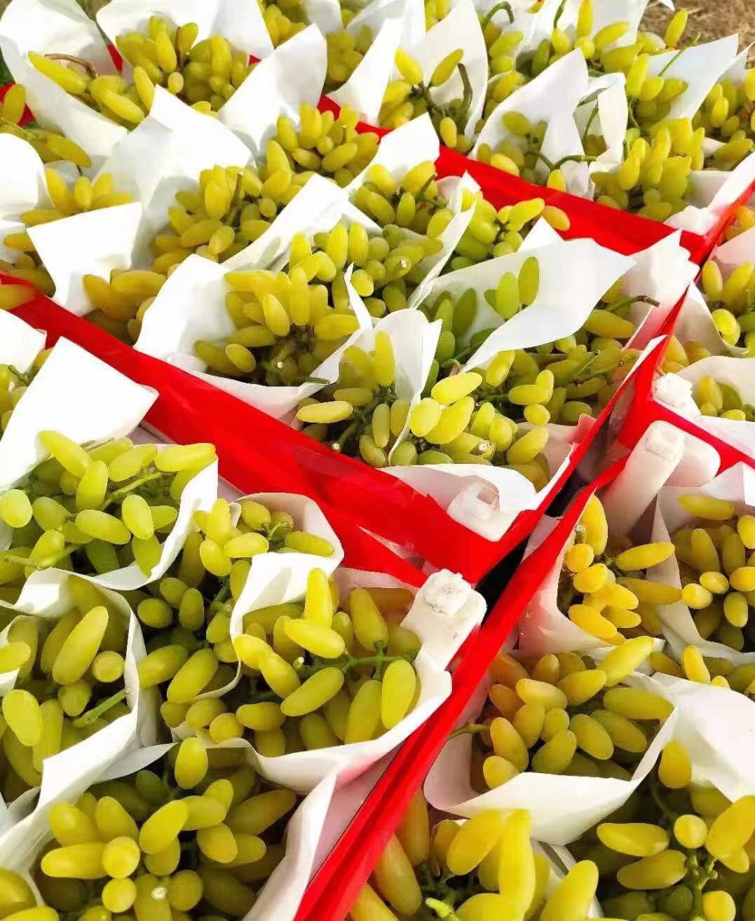 澳大利亚金手指青提新鲜当季金手指葡萄拇指青提 精选2斤装