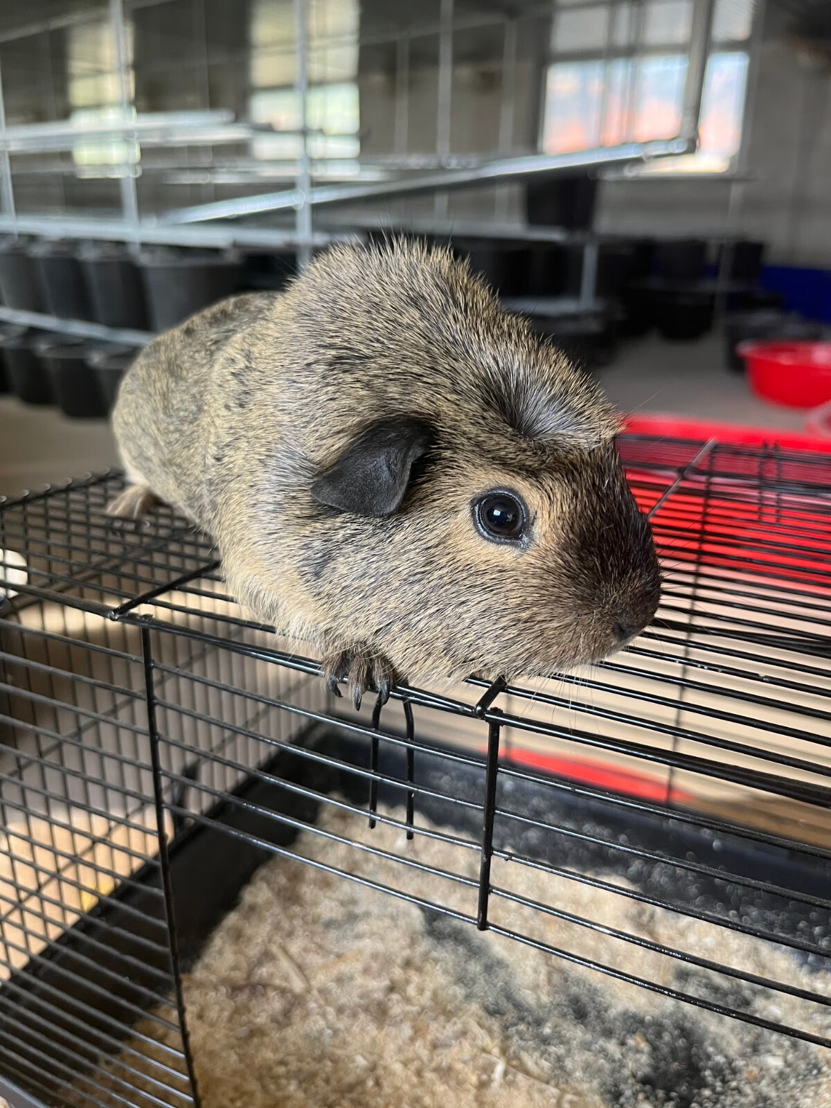 灵狐之家 加州荷兰猪活体宠物豚鼠各种颜色卷毛包子脸缎毛宠物猪荷兰