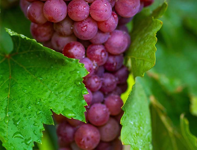 【巴州馆】新疆吐鲁番沙漠红珍珠葡萄火焰无核玻璃脆新鲜水果4斤定制