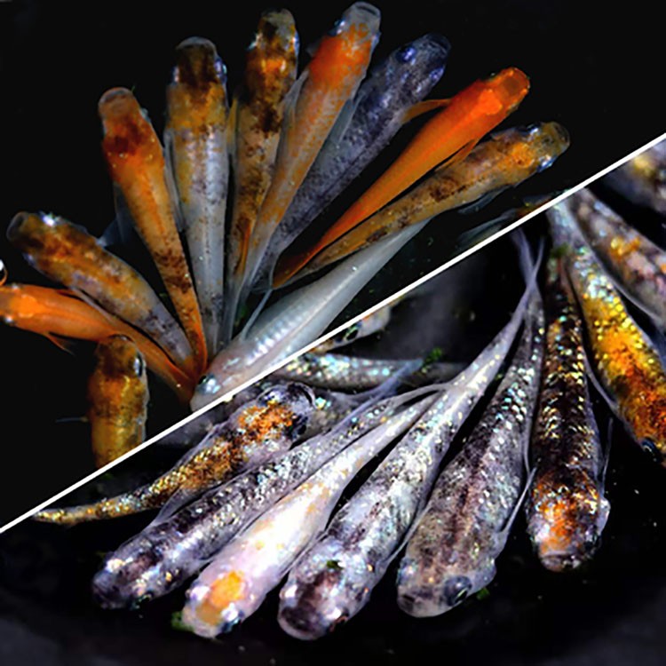 观背青鳉鱼活体活鱼贵妃极龙干支红帝黑星光锦鳉亚成鱼鱼卵小型宠物