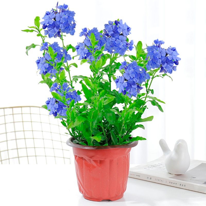 诺耘 蓝雪花盆栽花苗 室内花卉 蓝雪花庭院藤本爬藤攀援花园植物 蓝花