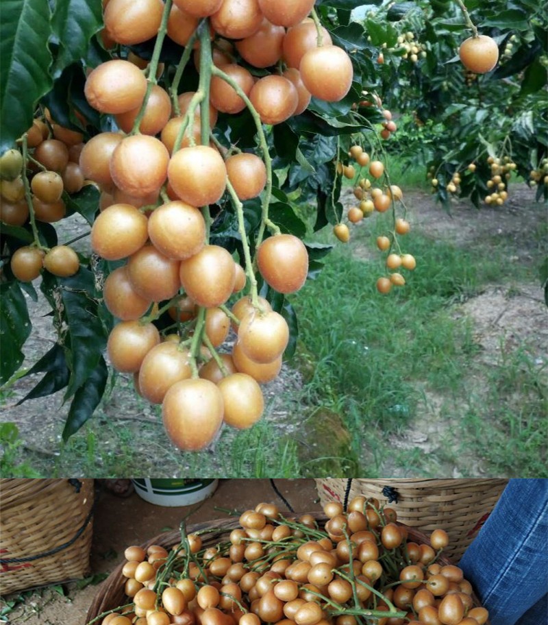 【顺丰快递】广东鸡心黄皮果生鲜水果 茂名现摘鲜果孕妇酸甜水果 2斤