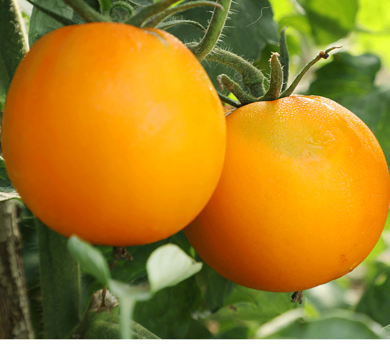 【顺丰/果园直发】内蒙古五原黄柿子 现摘水果黄色西红柿 新鲜自然熟