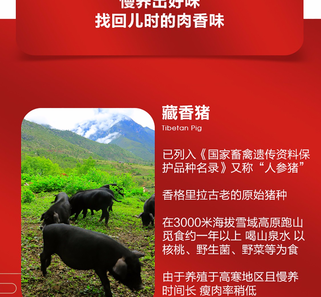卡拉达 香格里拉藏香猪 猪肺1kg 藏区3000米海拔散养 煲汤食材 国产黑