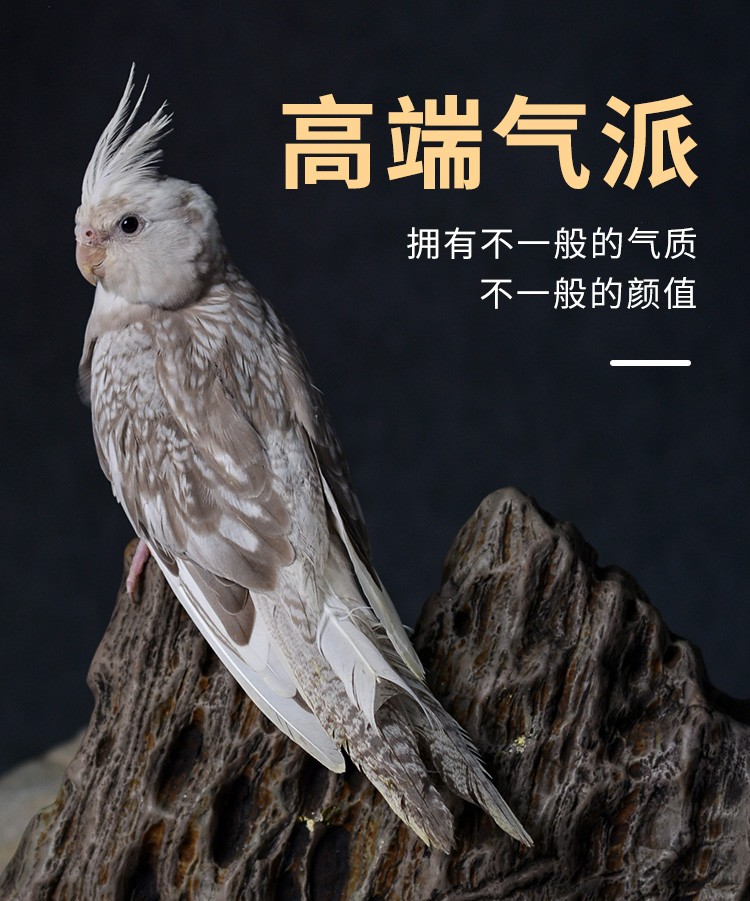 玄凤鹦鹉高端活鸟活物鸟粮鸟笼手养幼鸟活体亲人观赏宠物白脸古铜珍珠