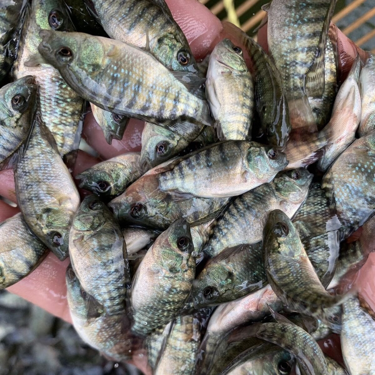 罗非鱼苗脆肉品种全雄性海南一号飞洲鲫大规格体活淡水活体 朴彩(puc