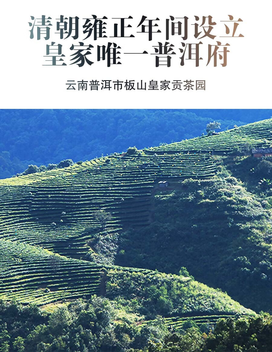 云顶茶叶熟普洱茶熟茶2006年云南板山贡茶园百年古树茶特级茶饼正宗