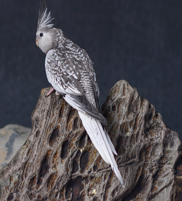 闽笼特色玄凤鹦鹉高端活鸟活物鸟粮鸟笼手养幼鸟活体亲人观赏宠物白子