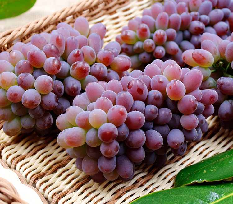 郁金香葡萄茉莉香葡萄3斤应季新鲜现摘提子薄皮无籽红提孕妇【图片
