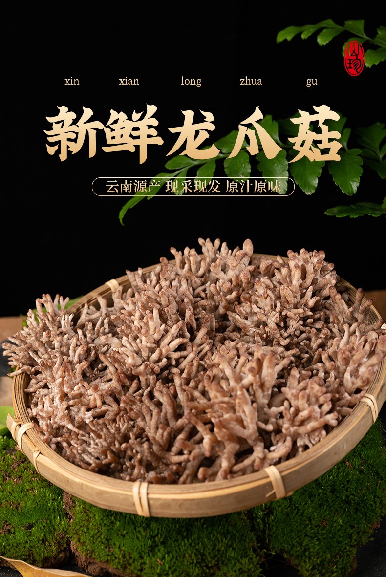 云南特产馆龙爪菇新鲜云南当季时令山珍菌类蔬菜蘑菇菌煲汤火锅食材觅