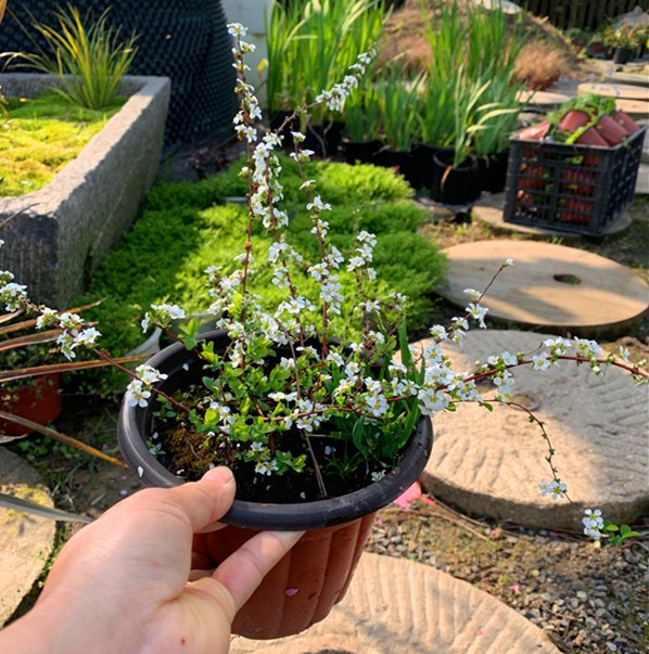 雪柳盆栽室内外耐寒好养的花卉盆栽喷雪花耐热庭院阳台种植雪柳垂吊绿