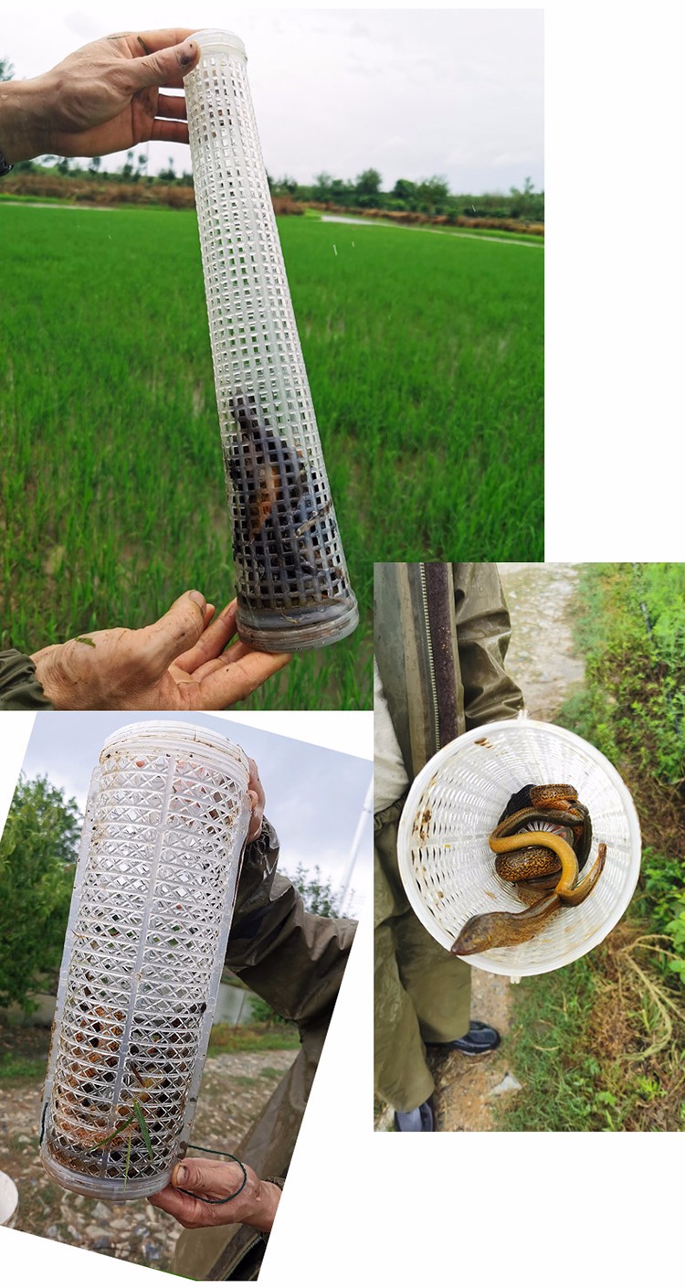 宸芃 新型黄鳝笼鳝鱼笼塑料捕鳝鱼 鳝鱼笼子倒须 黄善黄鳝笼 白新型