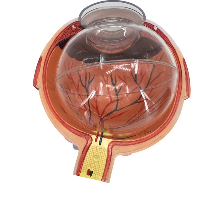 人体眼球模型6倍放大眼睛五官科结构造解剖教学仪器眼珠玩具医学 六倍