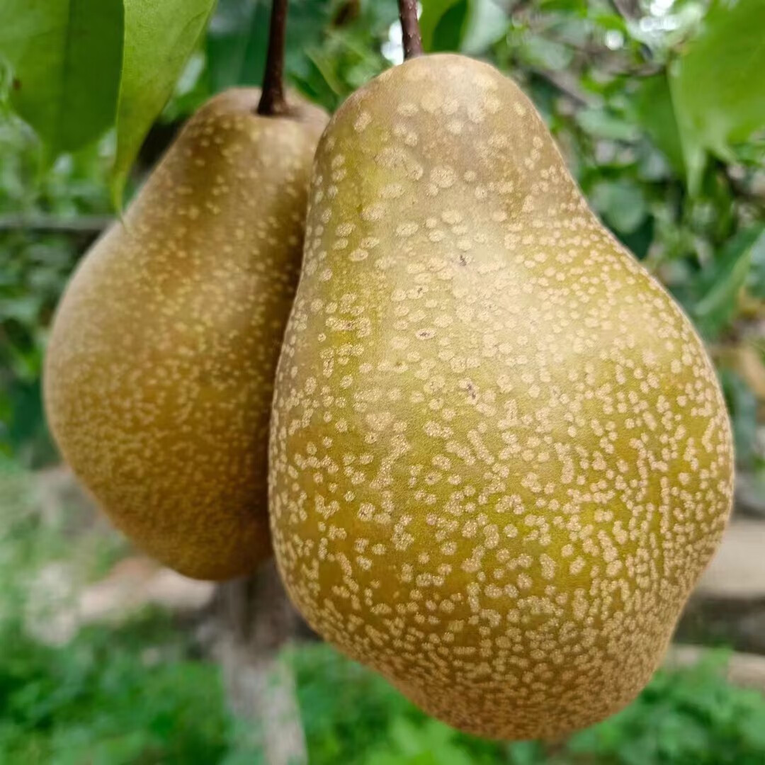 国产原产地:四川包装形式:礼盒装特产品类:红香酥梨品种:雪花梨商品