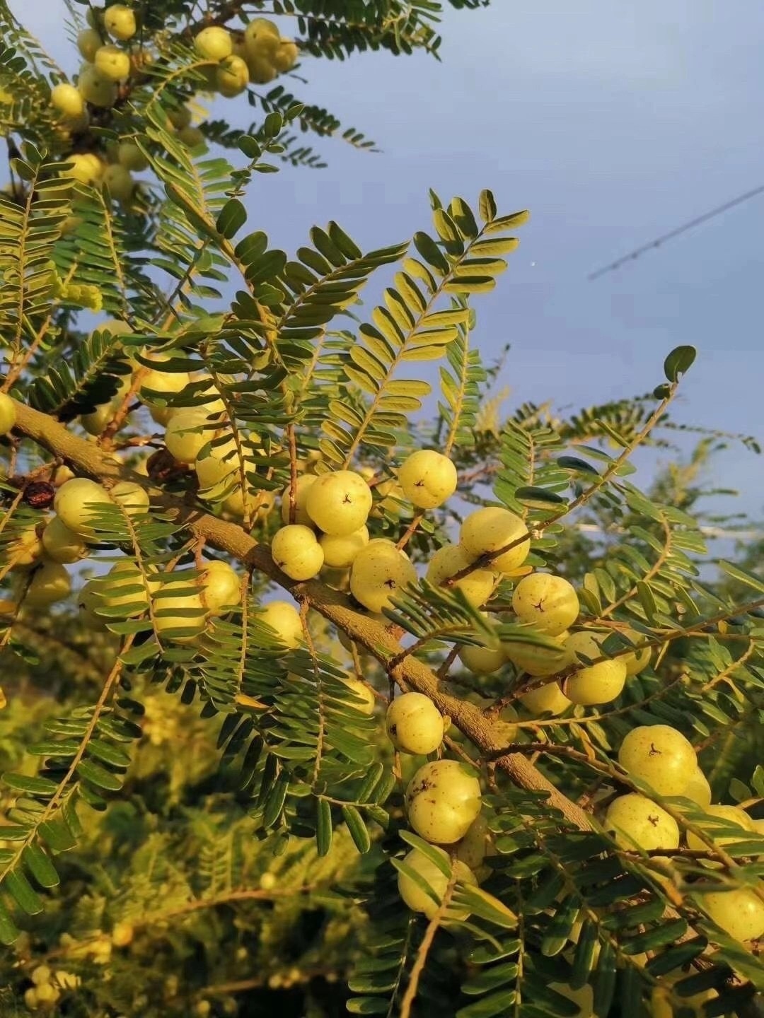 潮汕金灶特产崩坎甜油甘果5斤新鲜采摘余甘子榨汁孕妇水果柿饼油甘