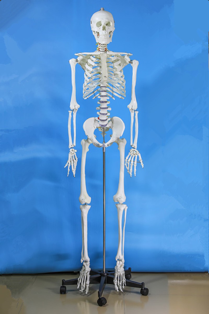 170cm人体骨骼模型(无神经款)全身骨架标本 人体模型 成人小白骷髅