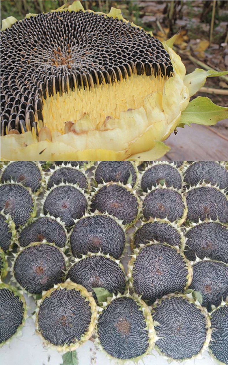 葵花盘瓜子盘带籽向日葵盘原味新鲜湿瓜子2个中盘1924厘米之间