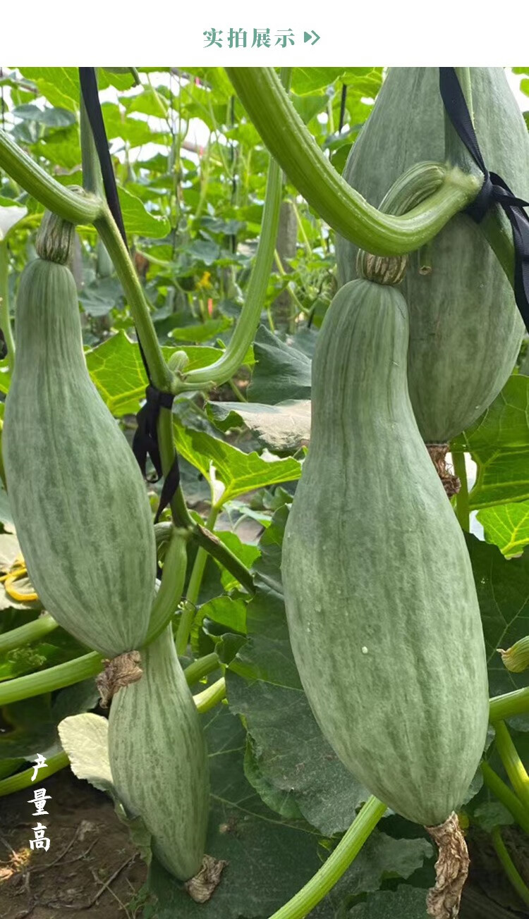 寿禾 新疆贵族南瓜种子秋季丑瓜金丝栗瓜菜瓜菜种籽粉糯肉质金黄家庭