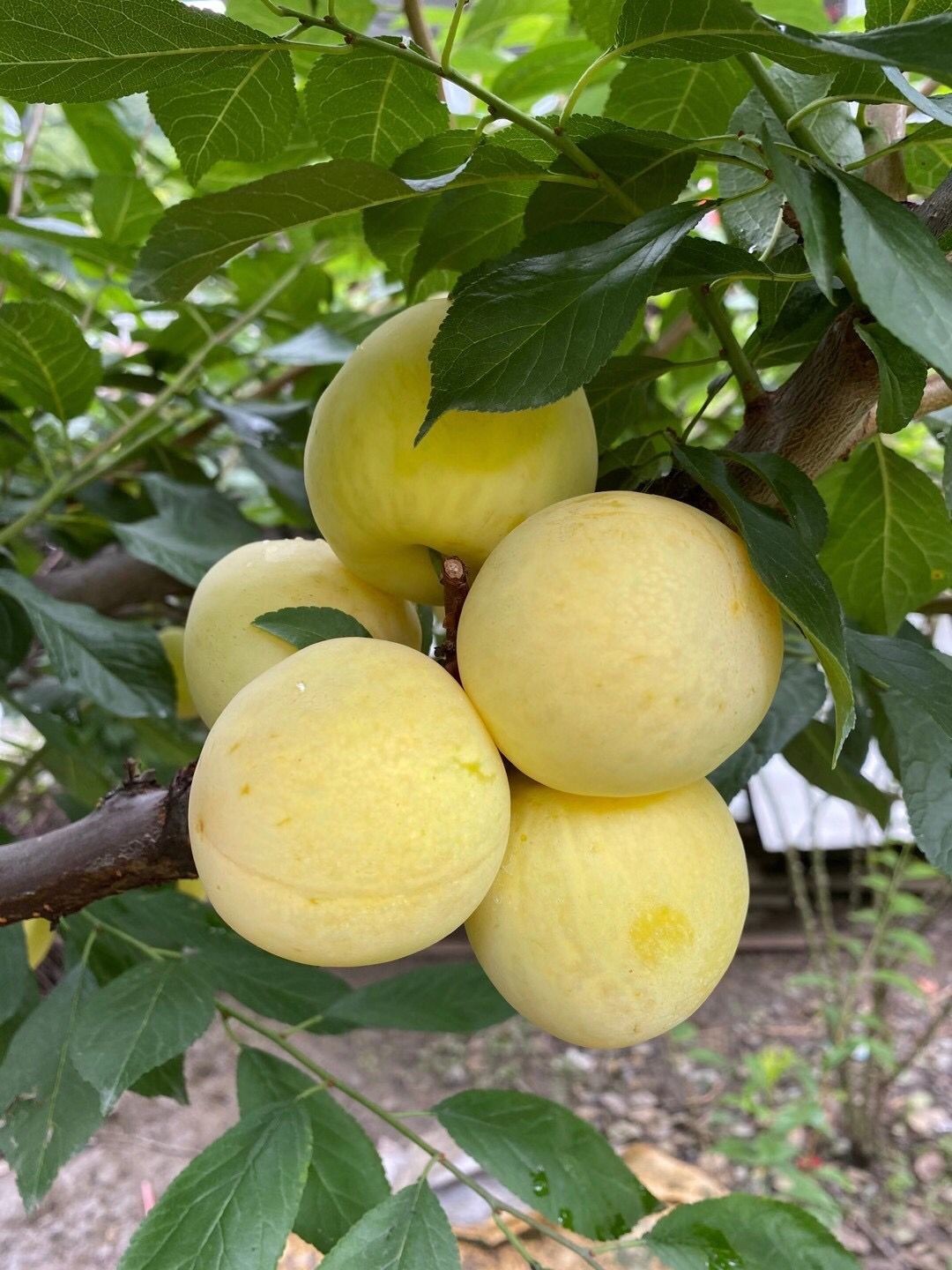 顺丰四川汉源黄金李子桃花李蜂糖李蜂蜜李玉皇李3斤中果约2030个