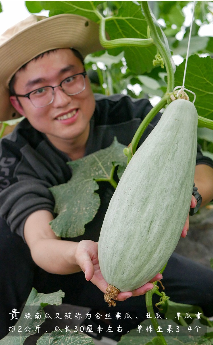 寿禾 新疆贵族南瓜种子秋季丑瓜金丝栗瓜菜瓜菜种籽粉糯肉质金黄家庭