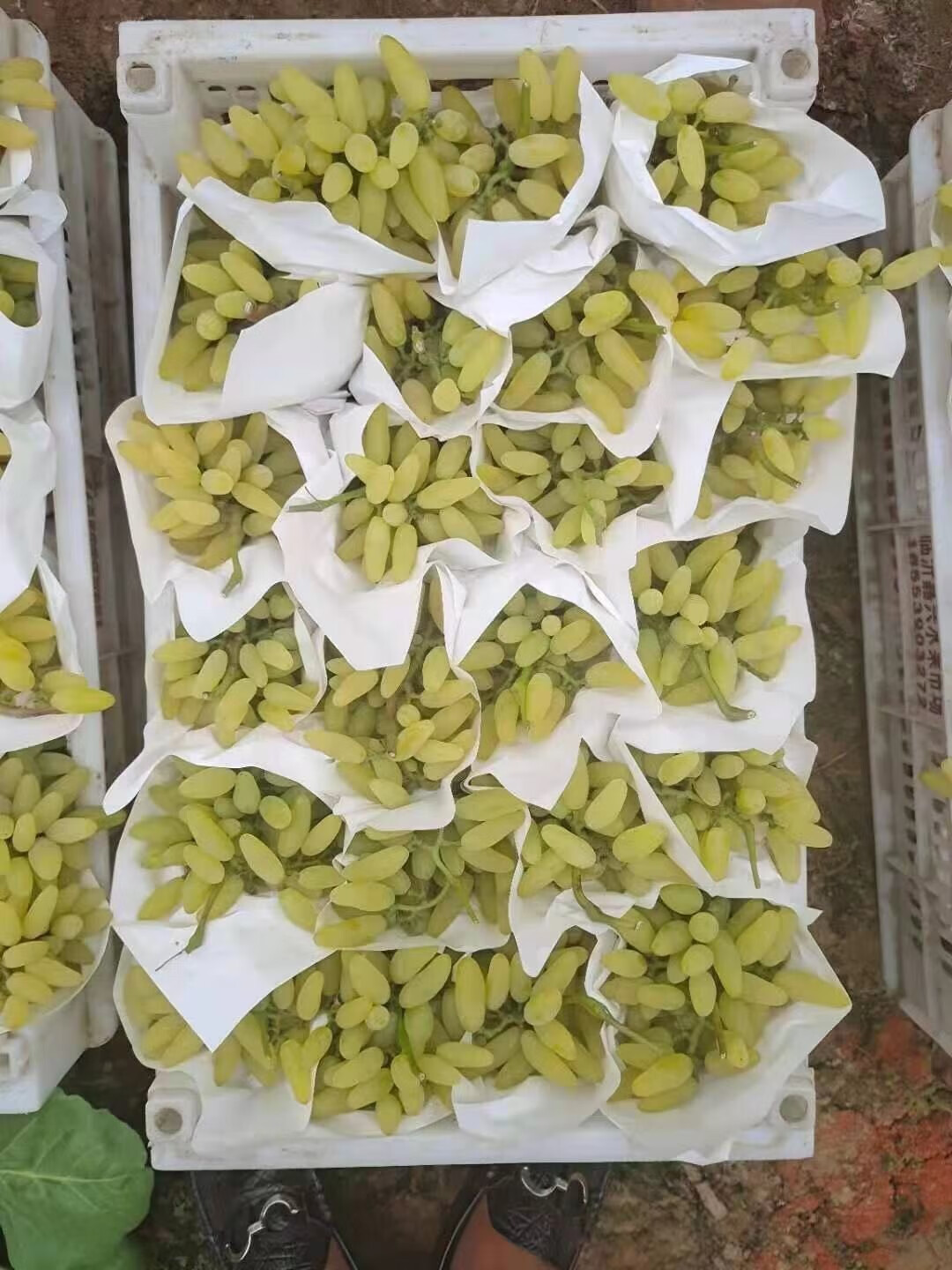 澳大利亚金手指青提新鲜当季金手指葡萄拇指青提 精选2斤装