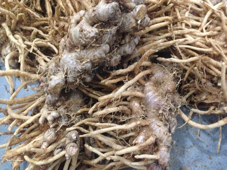 【产地直发】阳春特产新鲜风姜 高良姜 1-5斤 月子