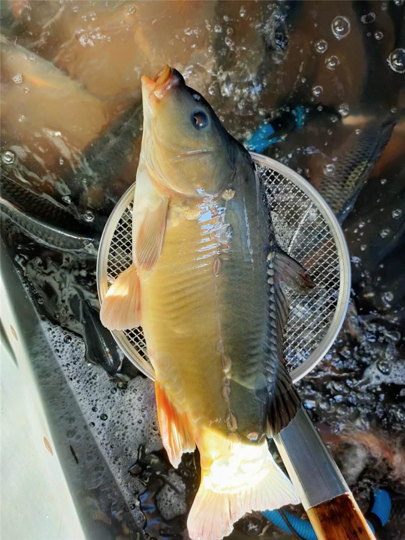 轻恋东北特产斑鲤鱼 光鲤鱼 无鳞鱼 鲜活速冻三道鳞大鲤鱼 大菜园 4.