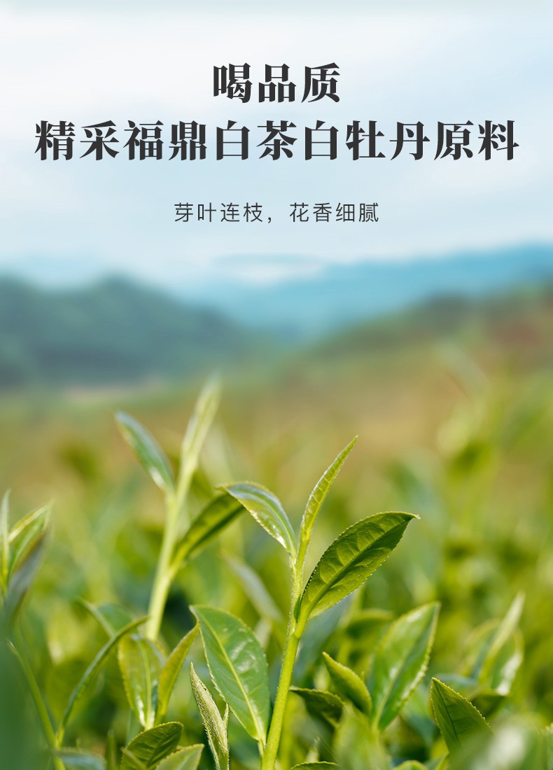 八马茶业福鼎白茶白牡丹金马罐系列茶叶礼罐装100g