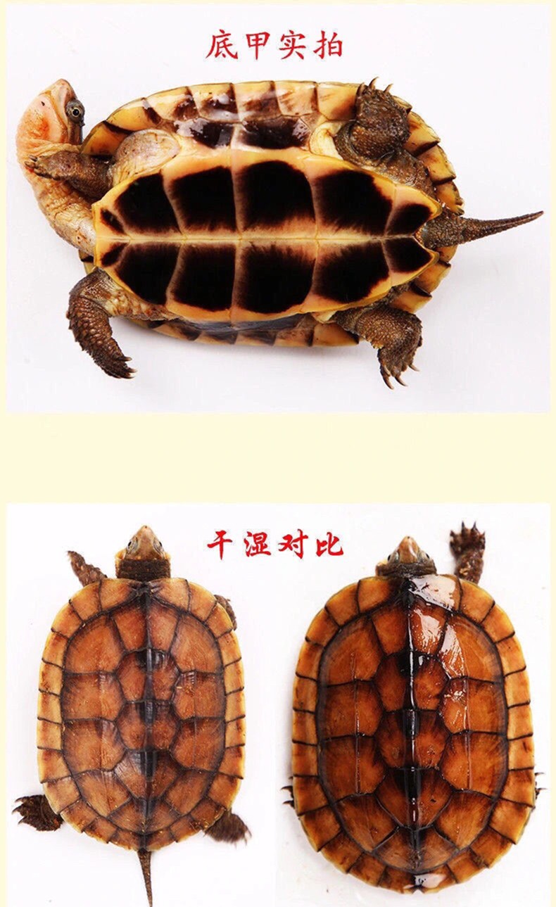 【顺丰发货】南石龟乌龟活体活物石龟金龟钱龟活龟小乌龟活的深水宠物