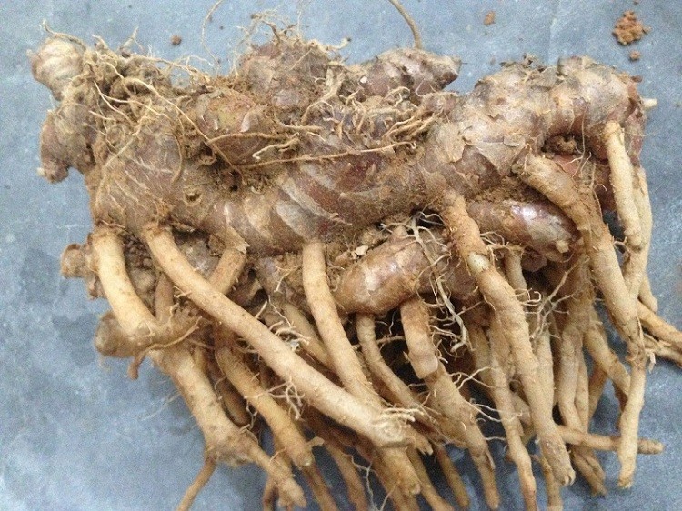 【产地直发】阳春特产新鲜风姜 高良姜 1-5斤 月子