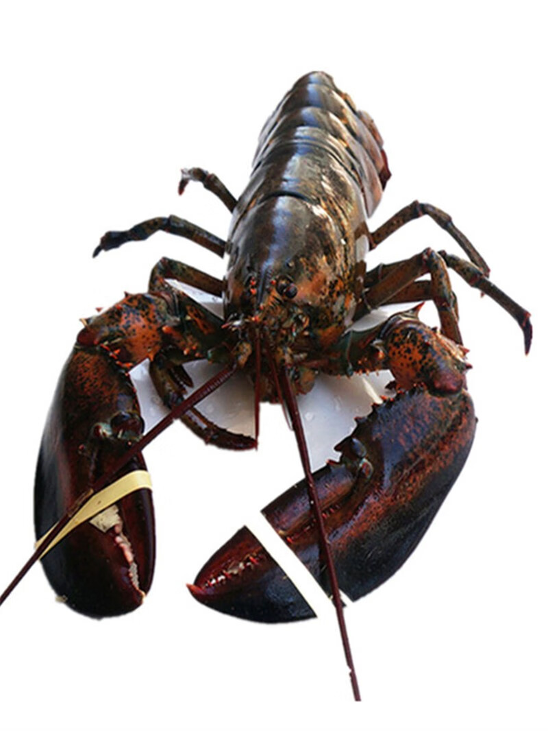 龙虾 鲜活 波士顿龙虾 大成虾 鲜活波龙 鲜活波龙 约1斤左右一只