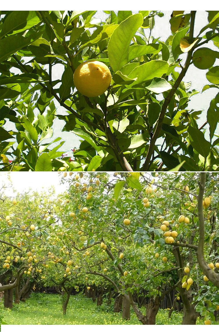 新鲜香水柠檬叶泰式香料腌制烹饪调料冬阴功汤料食材 250g 精选【图片