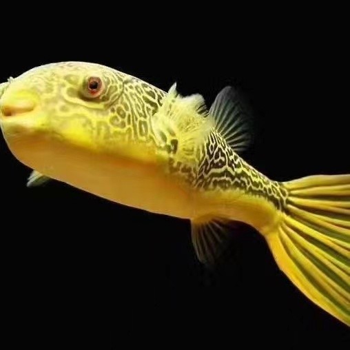 斑马狗头鱼潜水艇鱼巧克力娃娃河豚活体淡水麒麟热带吃杂螺观赏鱼