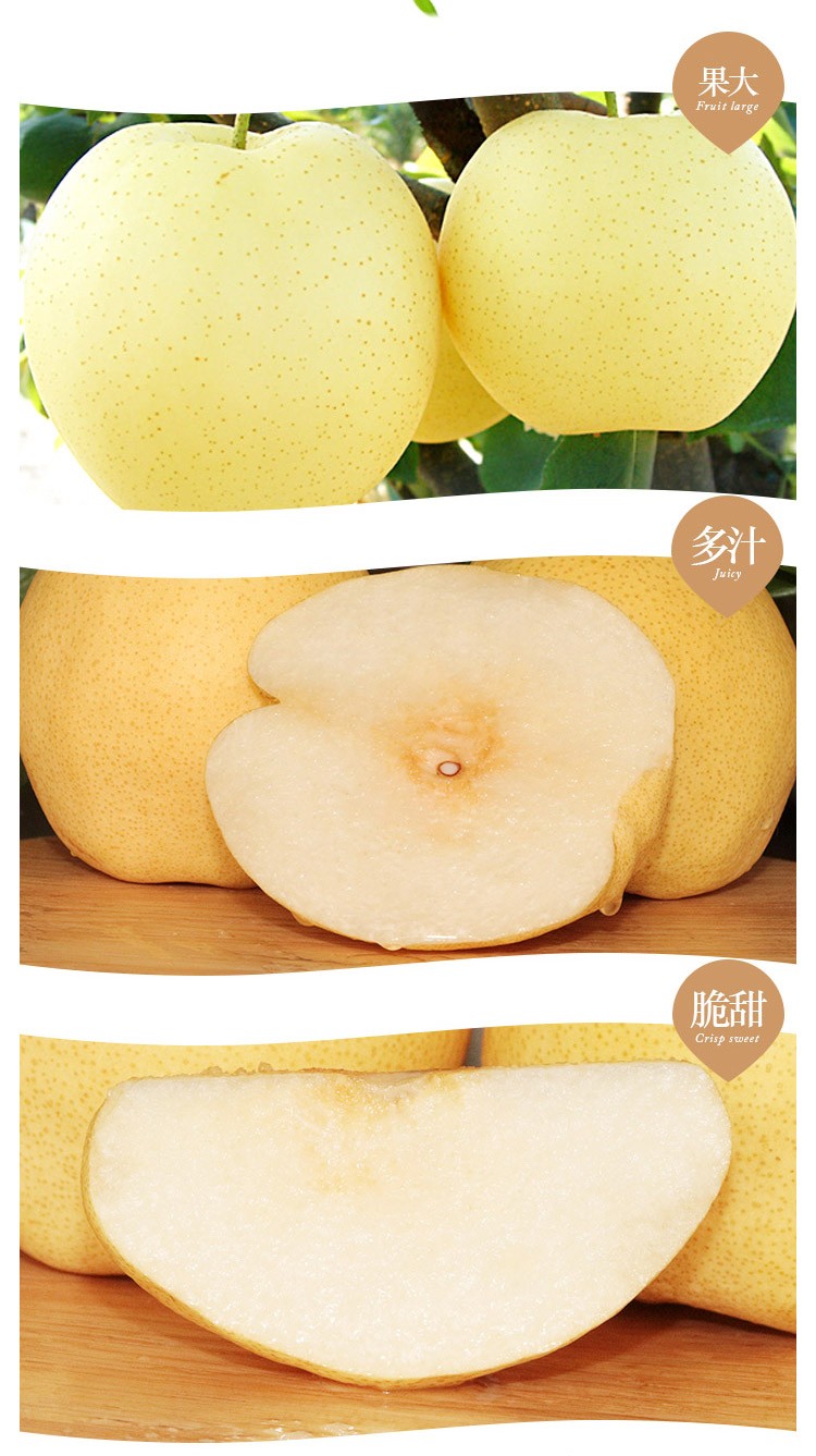 陕西渭南蒲城酥梨新鲜水果脆甜梨子3斤q