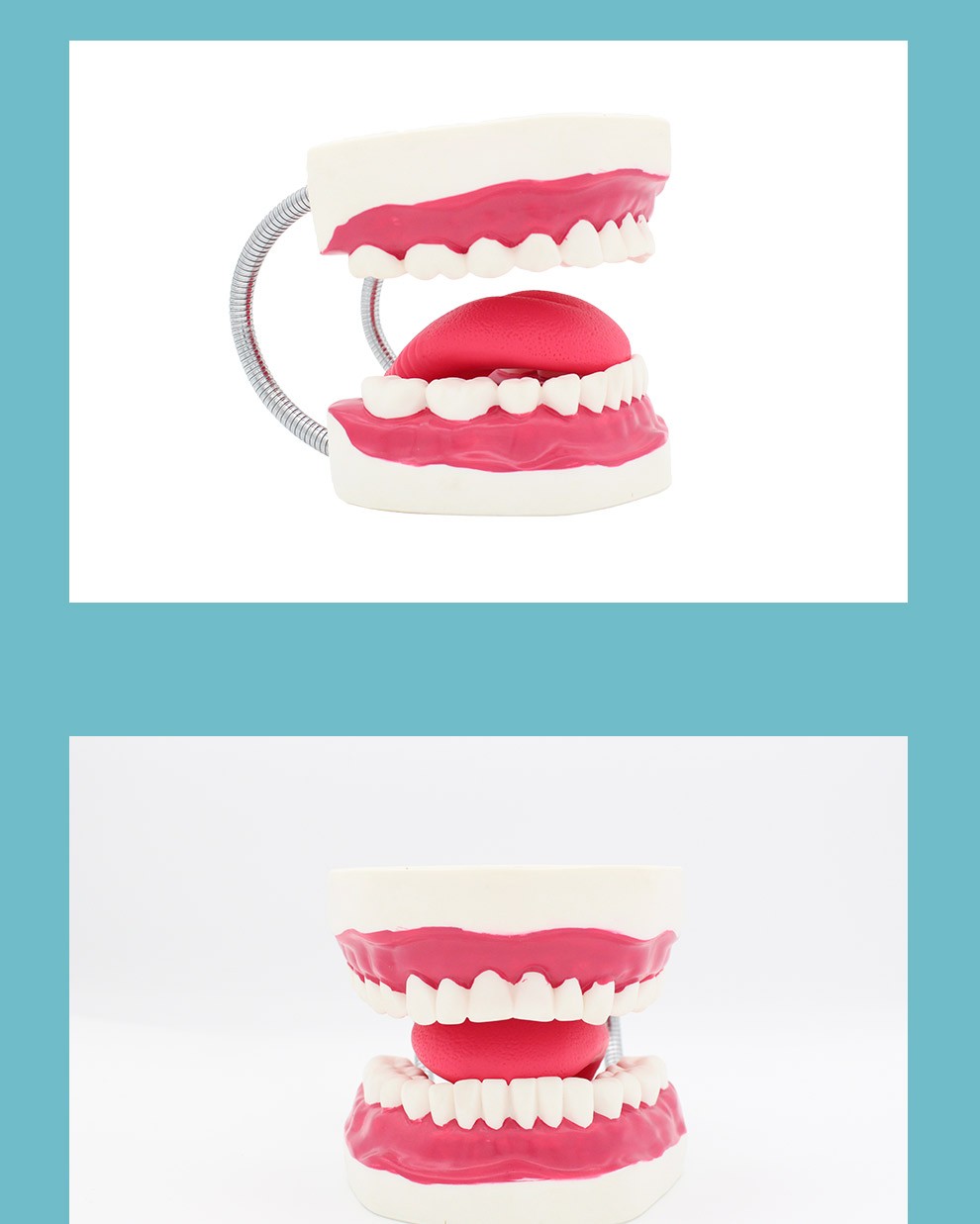 丰帆牙齿模型口腔模型假牙人体医学儿童幼儿园教学教具6倍放大刷牙