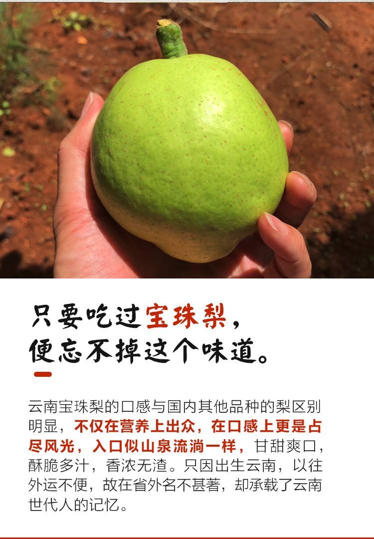 云南宝珠梨呈贡万溪冲百年老树梨云南特产古树冰糖梨现摘时令孕妇水果