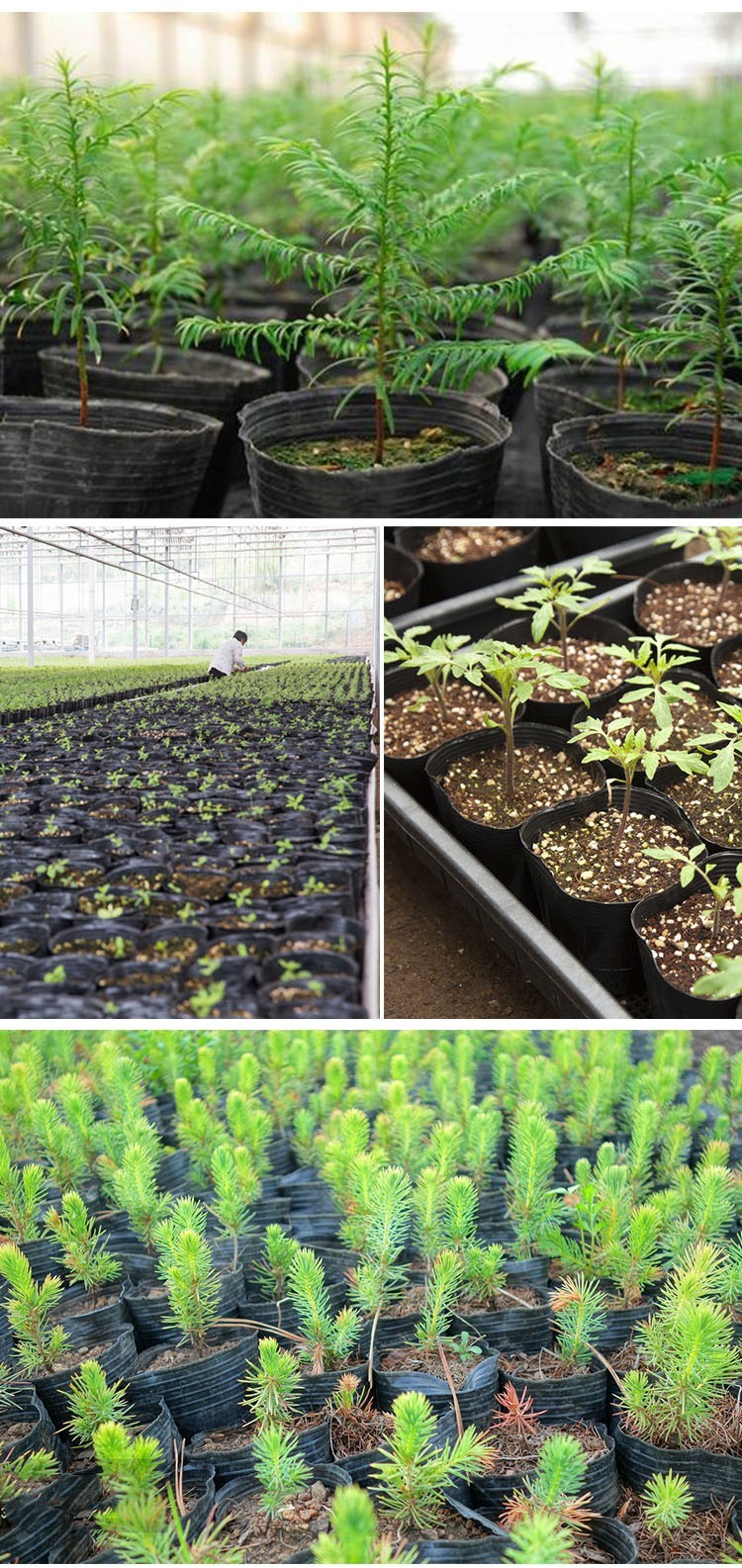 塑料营养钵育苗盆育苗袋育苗杯营养杯种植袋加厚一次性花盆育苗盒型号