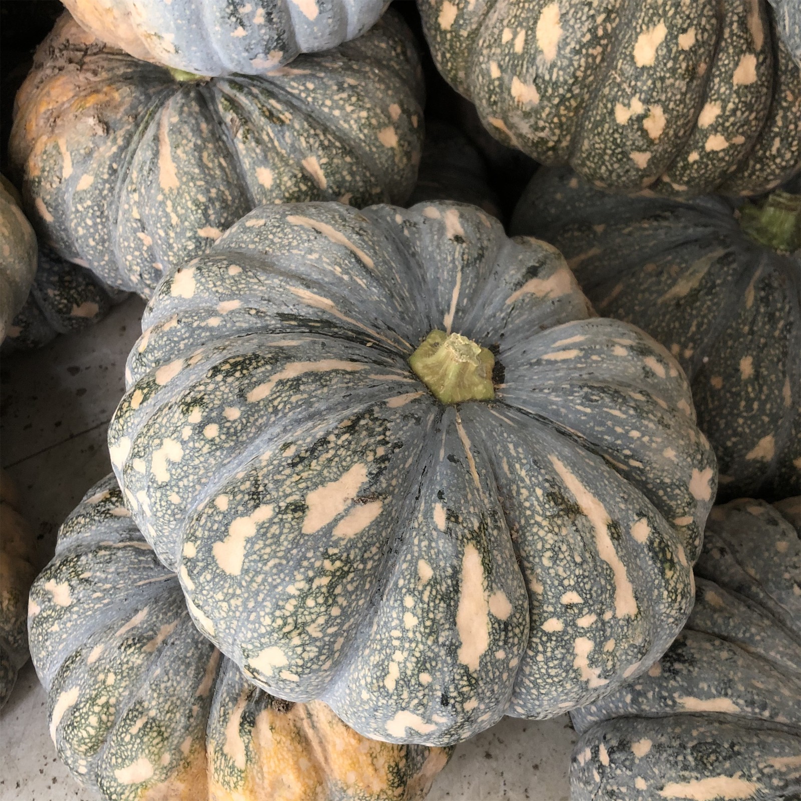 磨盘南瓜新鲜老品种老南瓜粉糯甜农家自种蔬菜新鲜南瓜万圣节雕刻 6-7